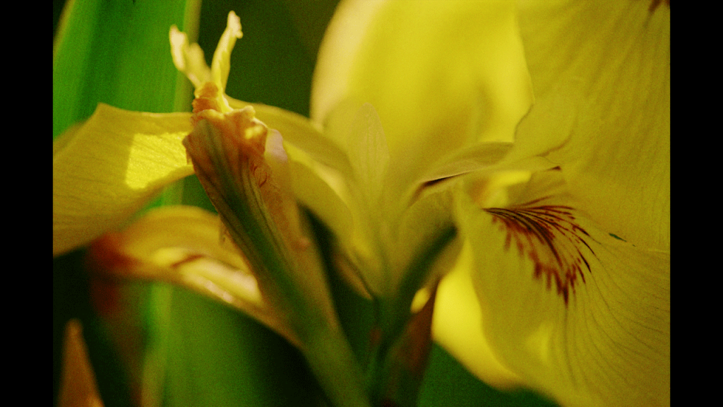 yellow flower, Wasserlilie - Photo: Günter Westphal