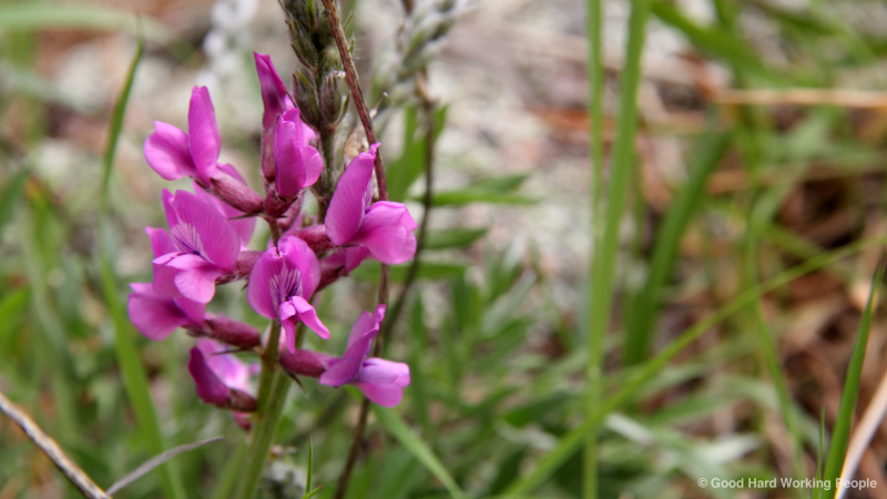 Spring Wildflowers - In A Colorado Minute (Week 213) - Luci Westphal