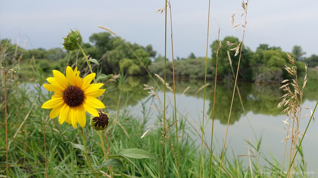 Prospect Ponds (Fort Collins) In A Colorado Minute (Week 278) Luci Westphal