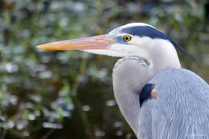 Photos of Florida Gulf Coast Birds - Luci Westphal