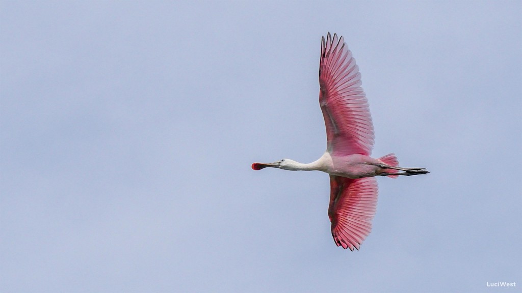 Roseate Spoonbill, pink, bird, animal, Florida