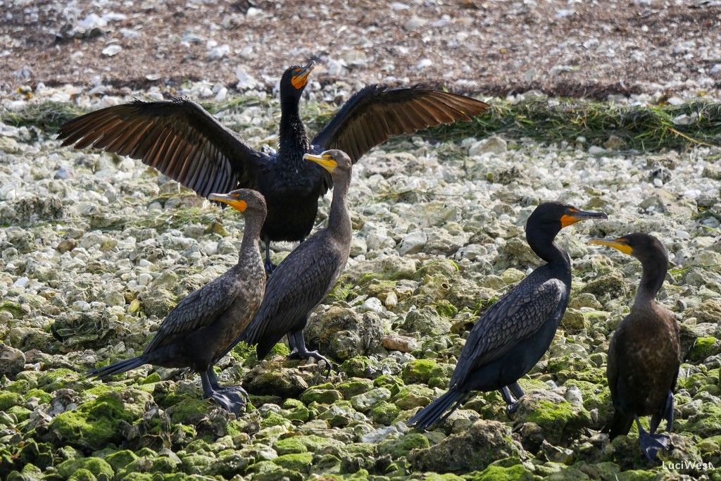 Cormorants, Florida, birds, black, orange beak, blue eyes
