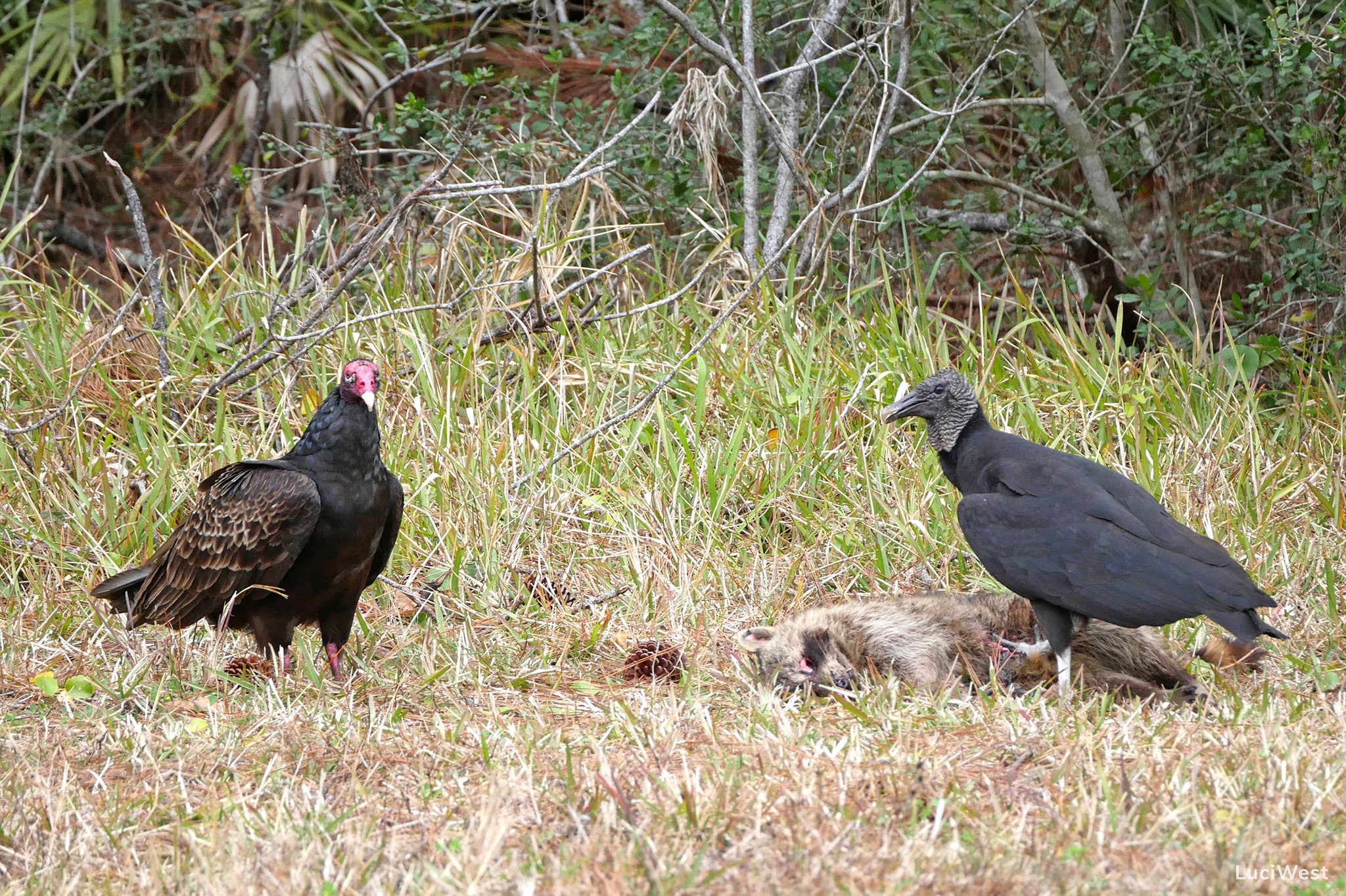 Photos of Florida Gulf Coast Birds - Luci Westphal