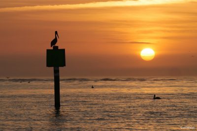 Pelicans at Sunset off Honeymoon Island, Florida Bird