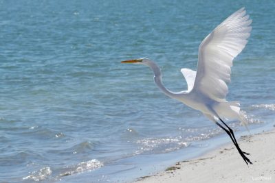 Great White American Egret, Florida Bird