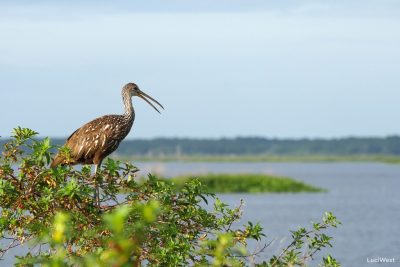 Limpkin, crying bird, brown body, long legs and bill, overlooking wetlands in Paynes Prairie, Florida