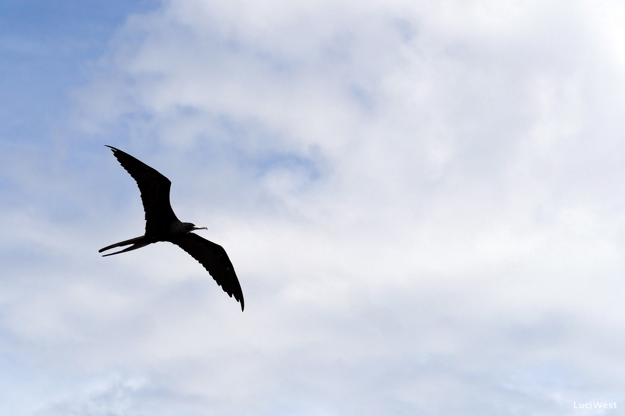 Magnificent Frigate Bird, Florida Bird