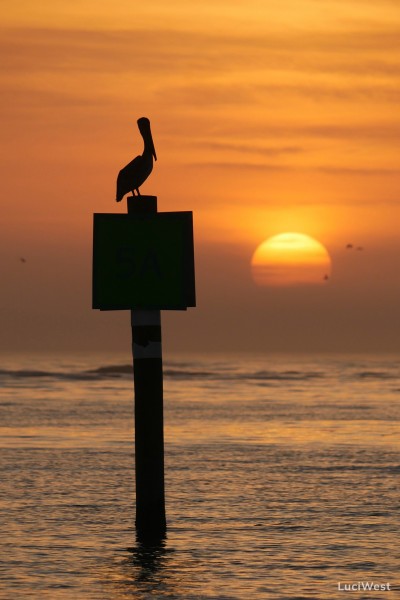 Pelican watching sunset on channel marker sign, silhouette
