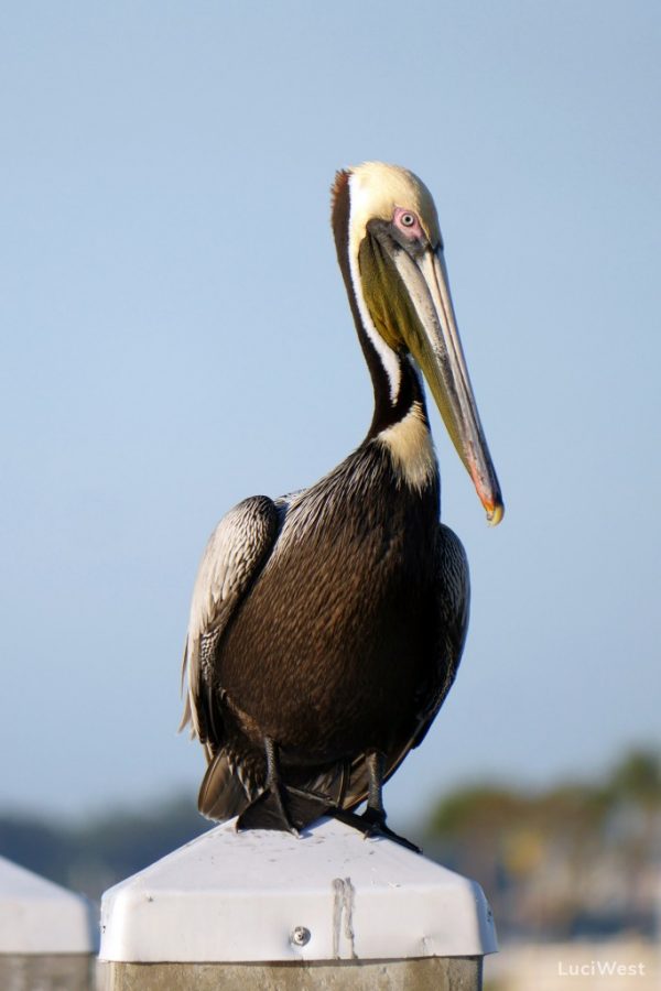Photos of Florida Gulf Coast Birds Luci Westphal