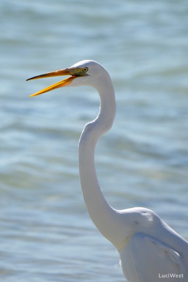 Photos of Florida Gulf Coast Birds - Luci Westphal