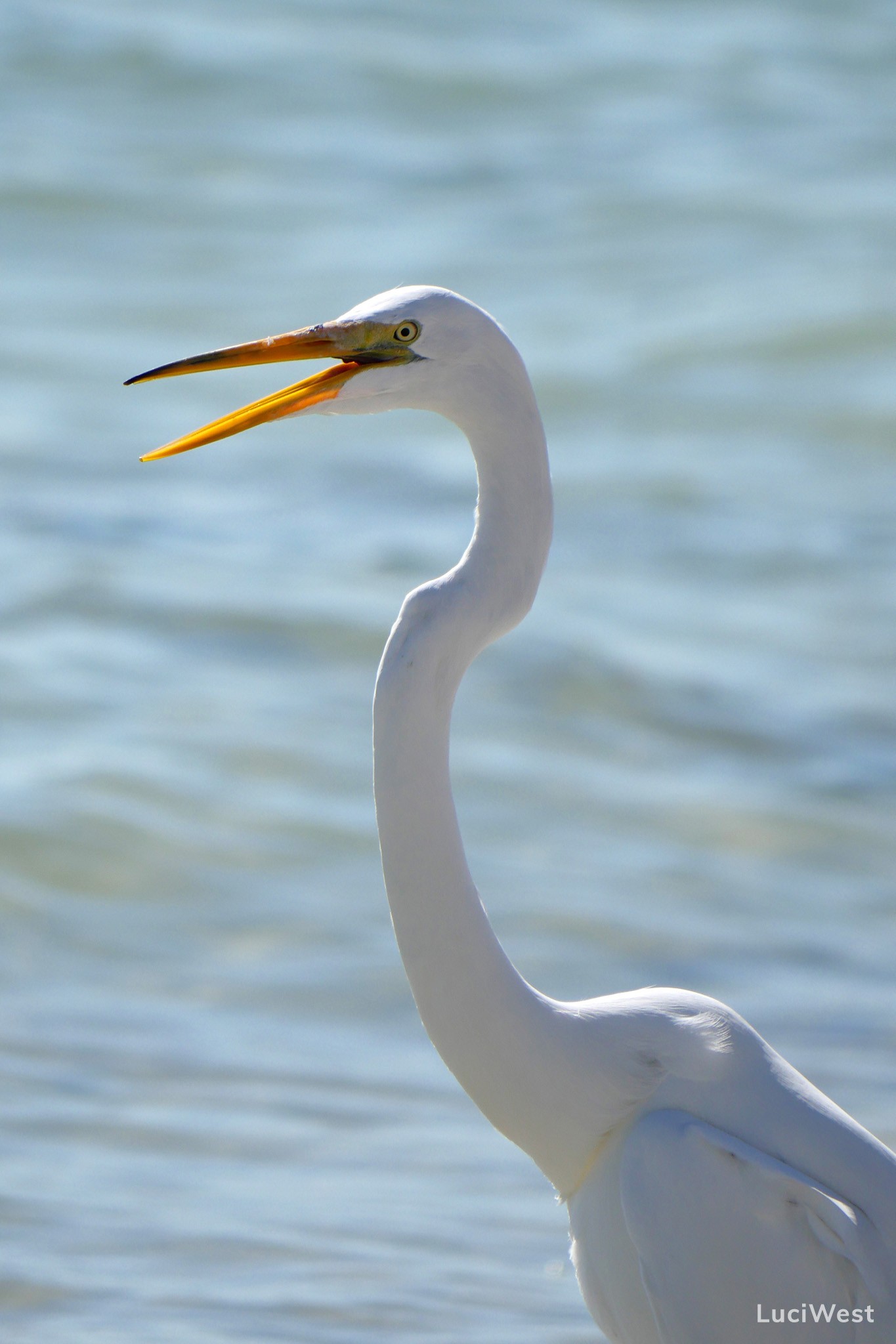 Photos of Florida Gulf Coast Birds Luci Westphal