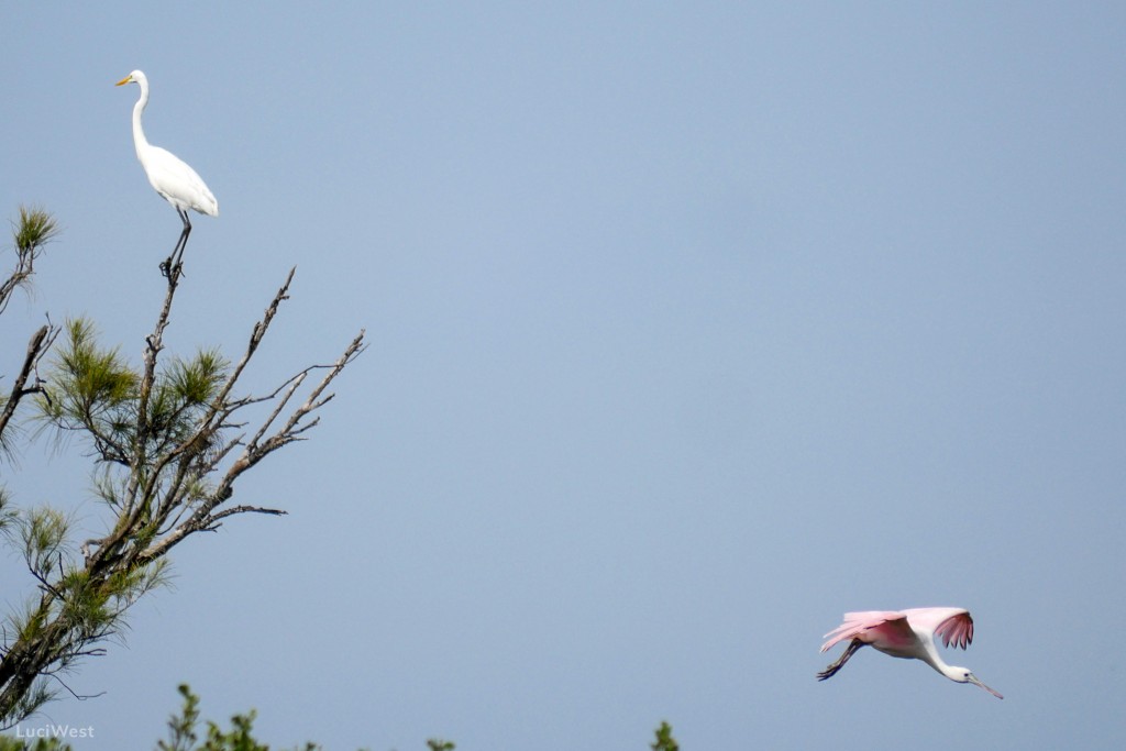 Great white egret on tree, pink roseate spoonbill in flight, facing away