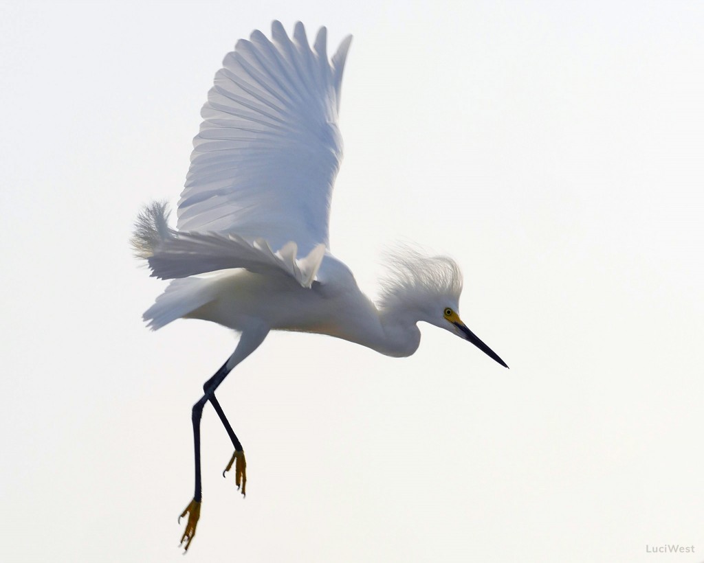 Snowy Egret coming in for landing on new LuciWest photography website and blog