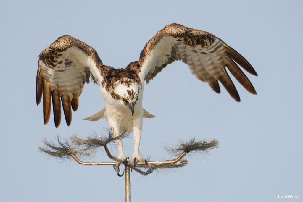 Osprey landing on new LuciWest website