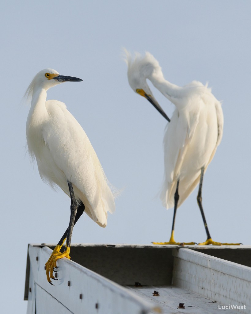 Two snowy egrets on a roof, one preening, one looking, with distinct yellow feet, Florida, LuciWest