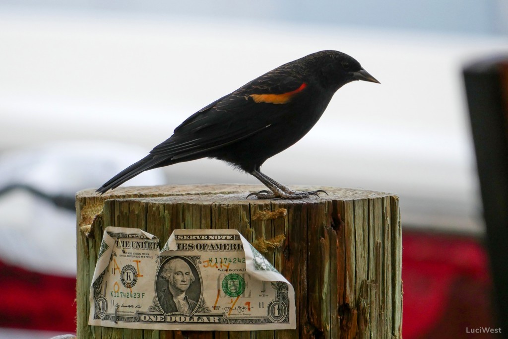 Red-winged black bird, 1 dollar bill, buy local tampa bay