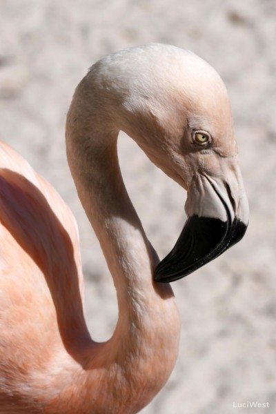 Classic S-shape of Florida pink flamingo neck and black beak