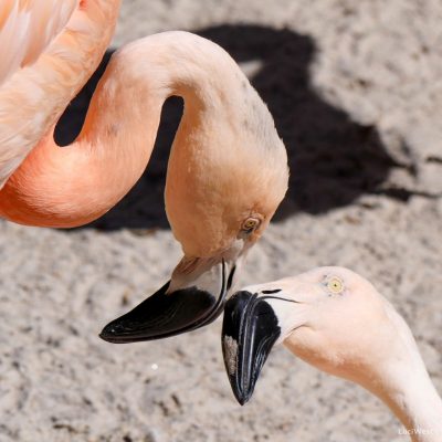 Flamingos touching beaks and staring into each others eyes. Flamingos touching beaks and staring into each others eyes. Photo by Luci Westphal.