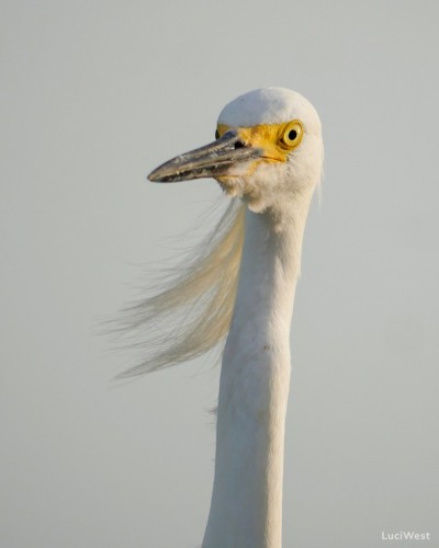 Snowy egret close up, yellow face, black beak, yellow eyes, white long feathers at head like mullet