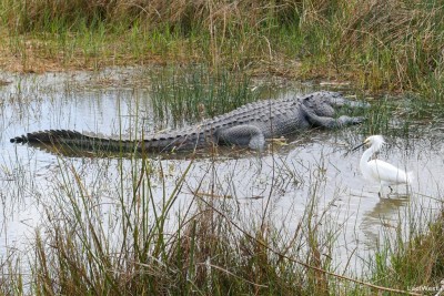 Snowy egret stalking by an adult American alligator, Shark Valley, Everglades, National Park, Florida