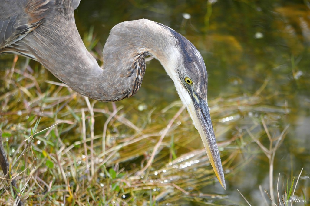 Everglades National Park Photos - Part I: Shark Valley - Luci Westphal