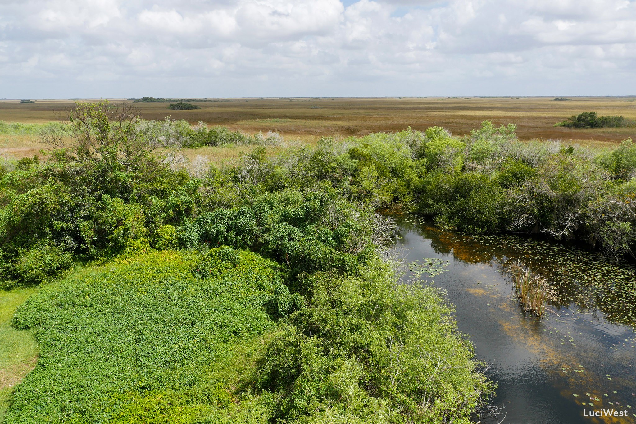 Everglades National Park Photos - Part I: Shark Valley - Luci Westphal