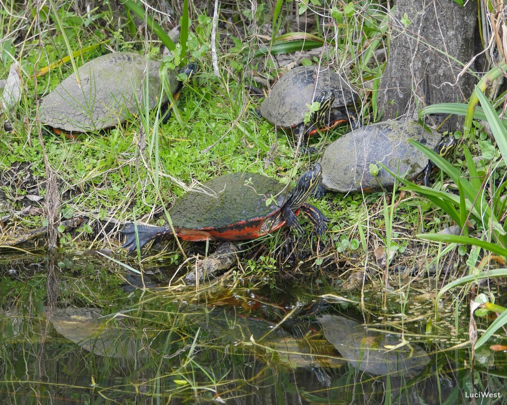 Everglades National Park Photos - Part I: Shark Valley - Luci Westphal