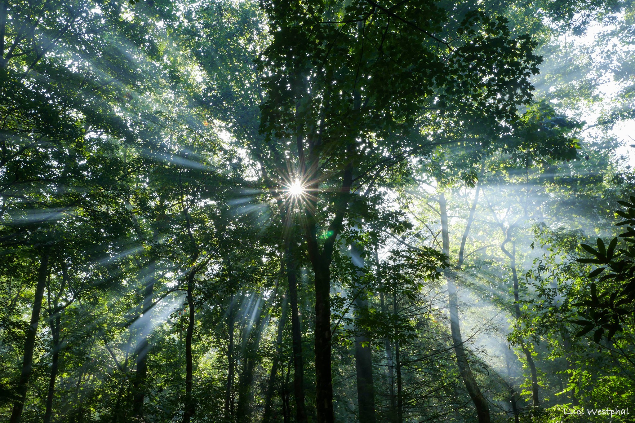 Sunrays forest smoke, Chattahoochee National Forest, Georgia
