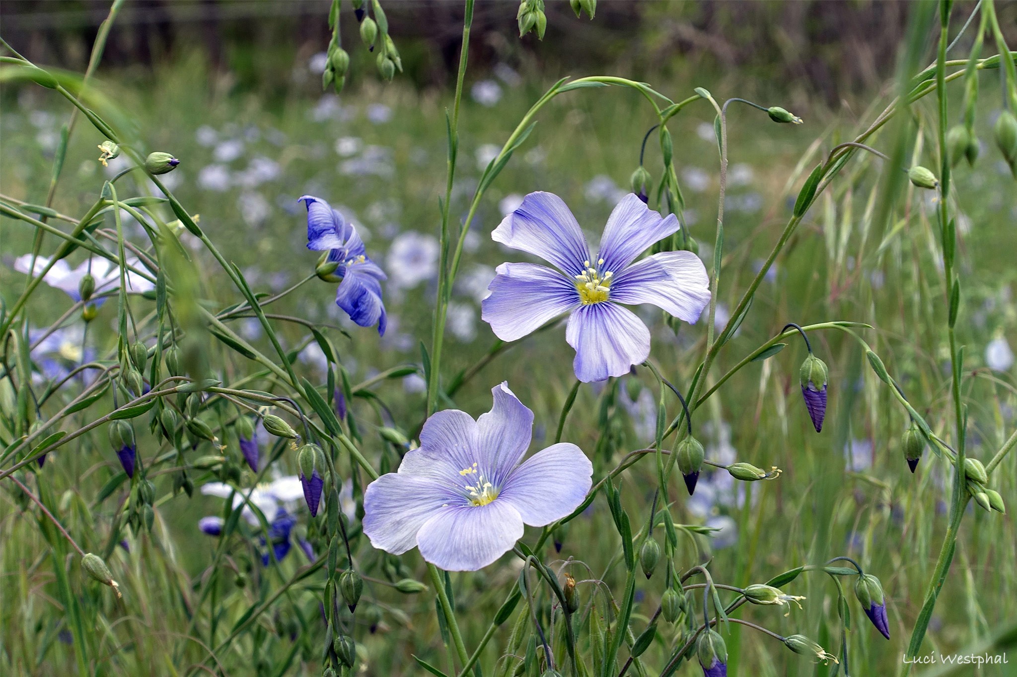 Field of wild purple flax blooming
