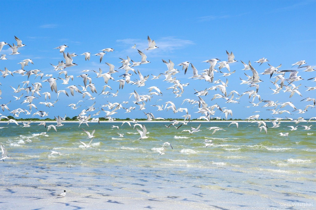 Flock of terns flying with shadows, Honeymoon Island, Florida