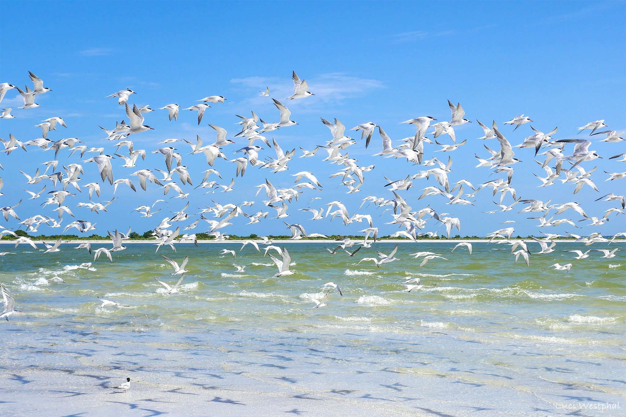 Flock of terns flying with shadows, Honeymoon Island, Florida