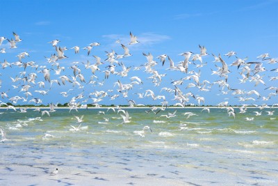Flock of terns flying with shadows, Honeymoon Island, Florida