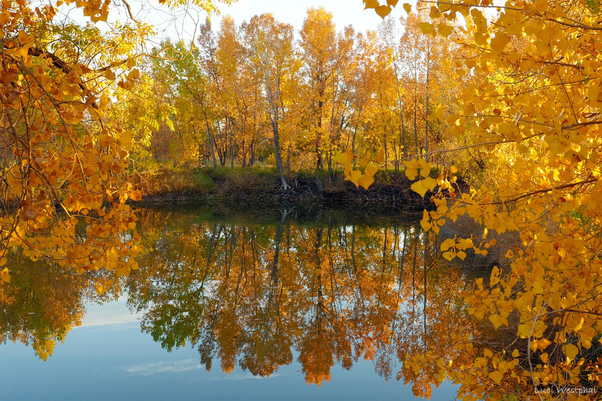 Glowing fall foliage trees reflected in lake, Fort Collins, Colorado, Luci Westphal 2021 Calendar
