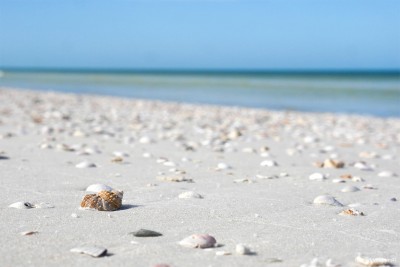 seashell beach in Honeymoon Island State Park, Florida, Gulf Coast, subtropical