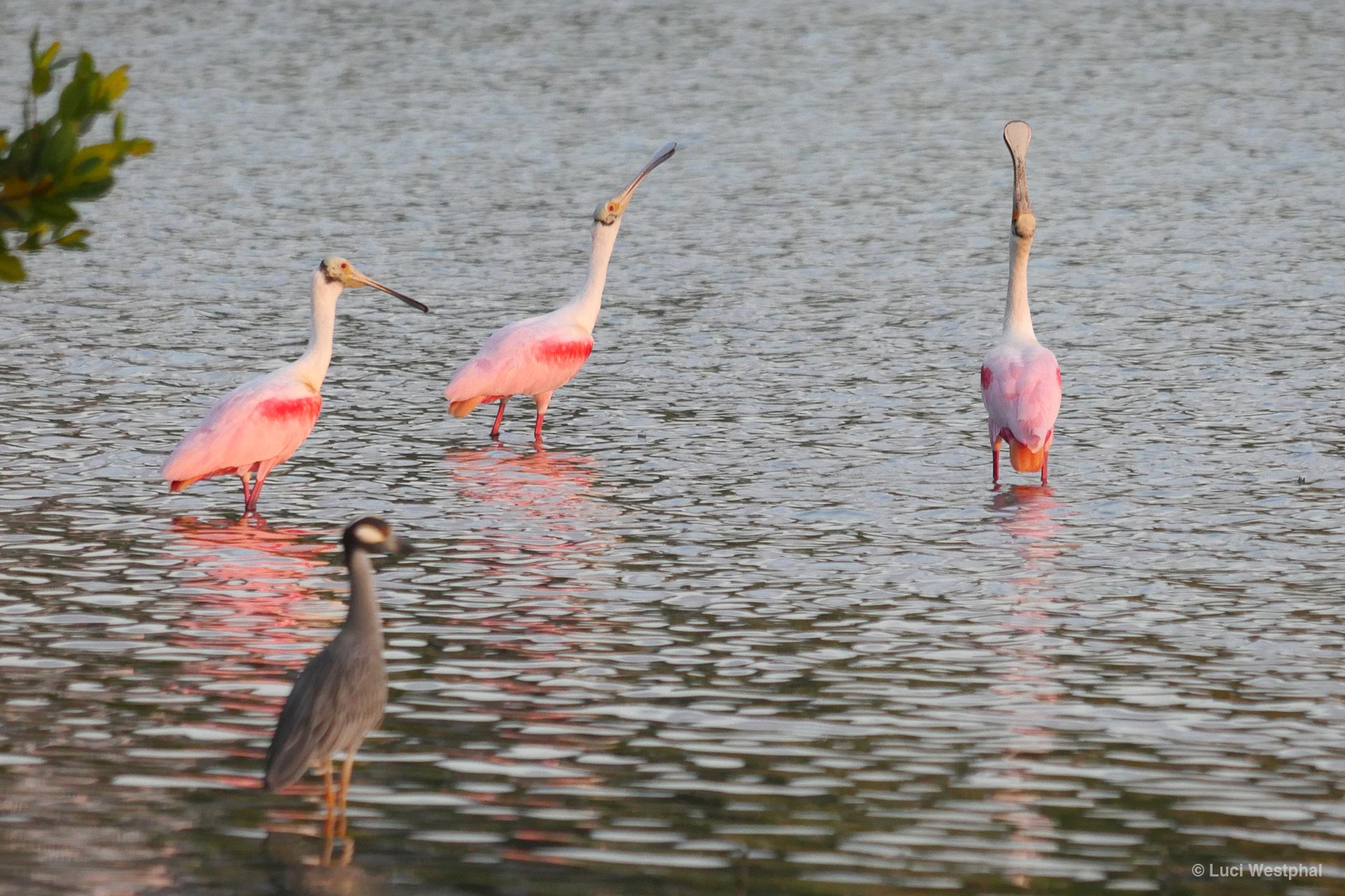 Photos of Florida Gulf Coast Birds Luci Westphal