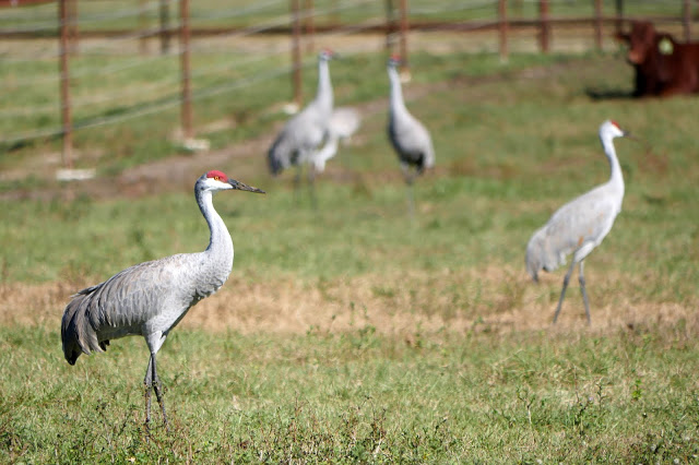 Sandhill cranes and a cow