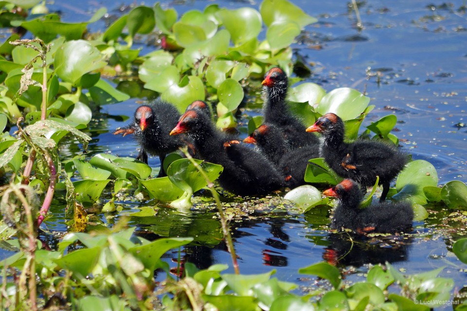 Moorhen chicks looking for their parents (Largo, Florida)