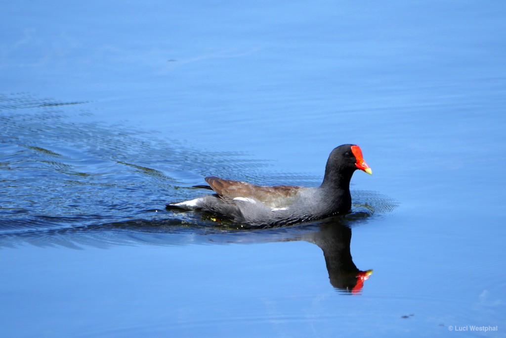 Moorhen speeding across the lake to the chicks