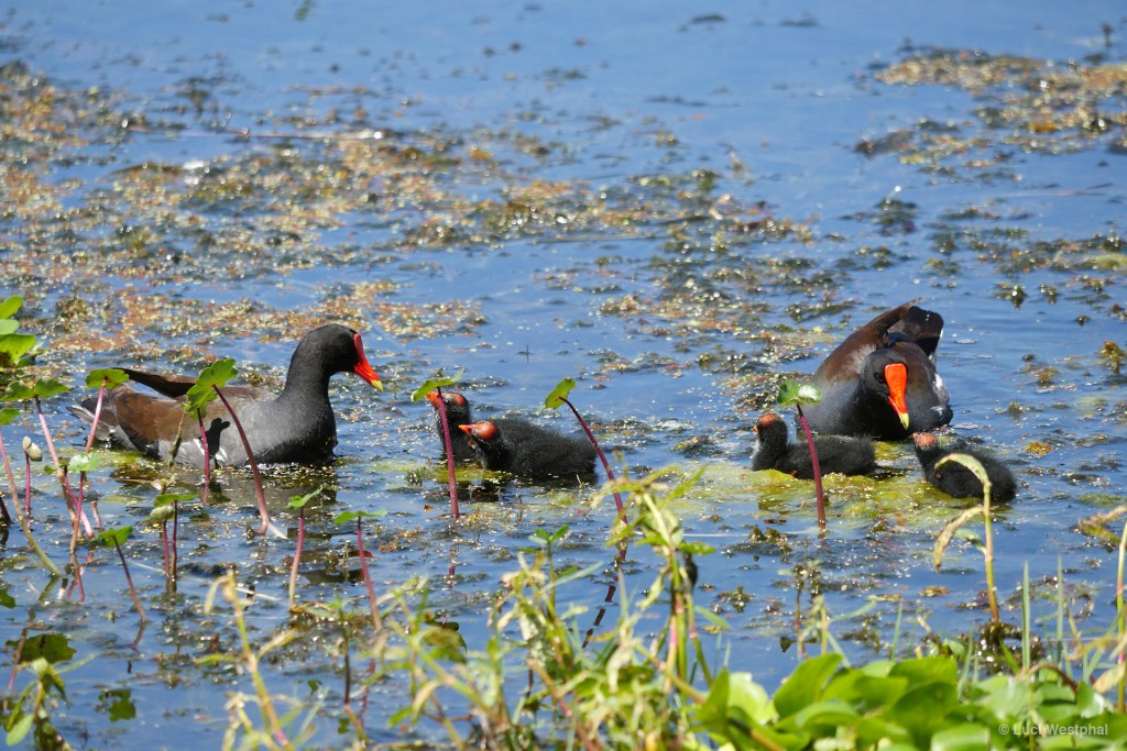 Moorhen catch-up and feeding time