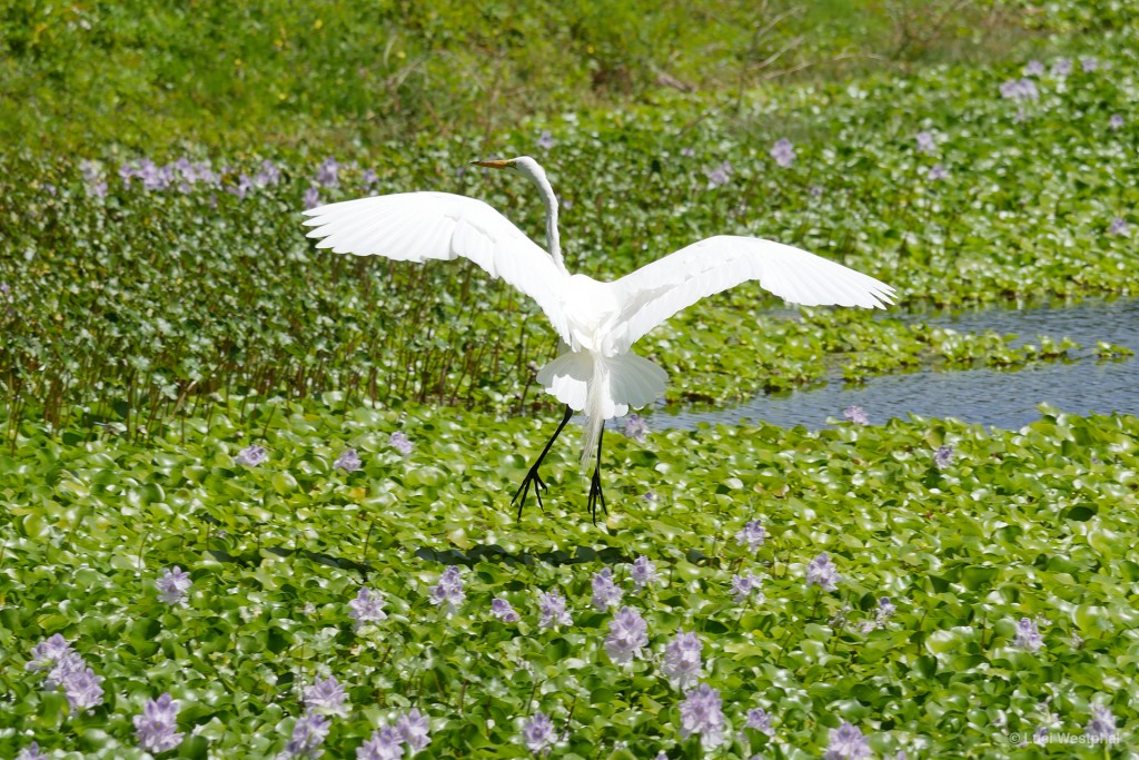 Put a bird on it: Great White Egret landing in field of Water Hyacinths