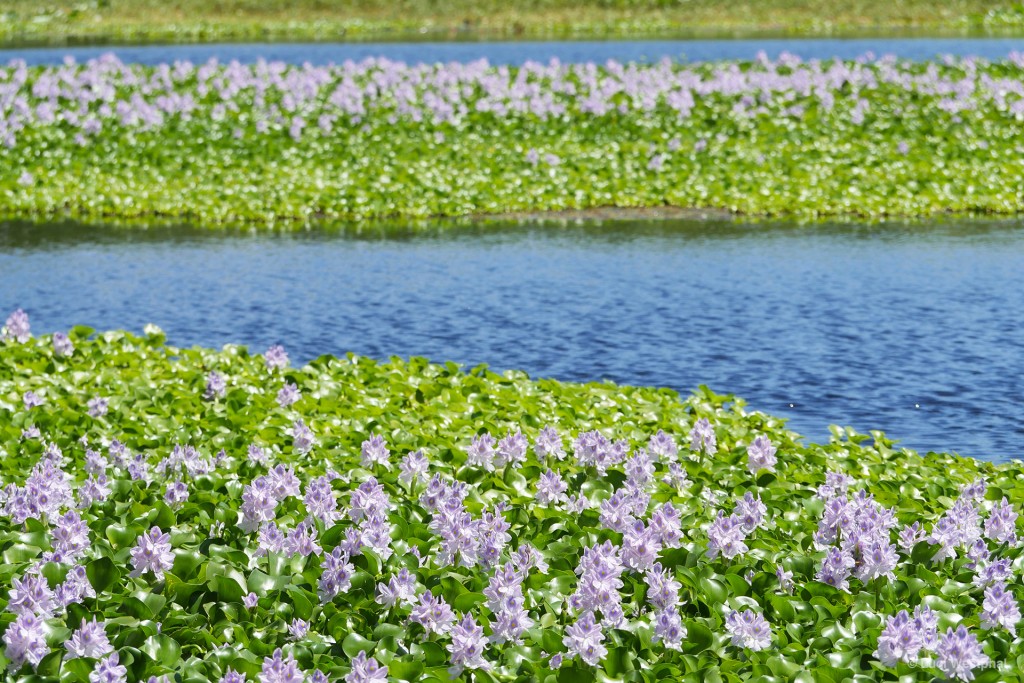 Water Hyacinth taking over a lake (Largo, Florida)