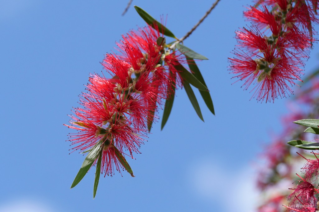 Weeping Bottlebrush (Largo, Florida)