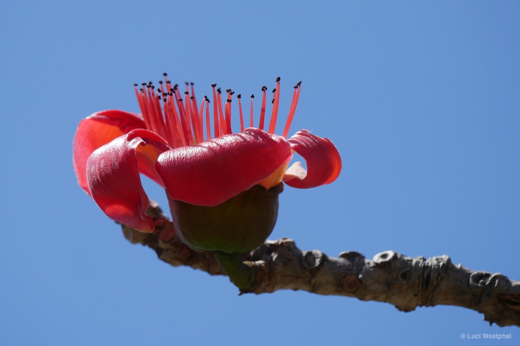 Red Silk Cottontree (that huge, super cool tree in front of the Fine Art Museum in St. Pete, Florida)