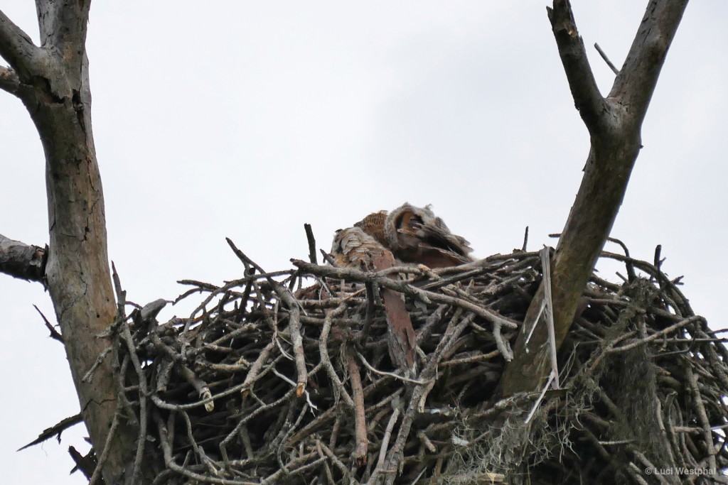 Stop looking at me!!! (same owl, a week or so younger)