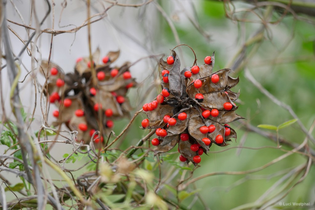 Not the blossoms, but the very poisonous seeds of the Rosary Pea (aka Jequirity Bean) found in spring (Honeymoon Island, Florida)