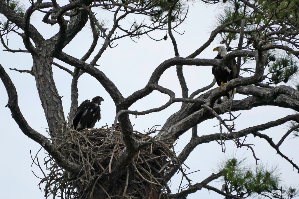 They grow up so fast! Bald Eagle and scruffy-looking chick (Florida)