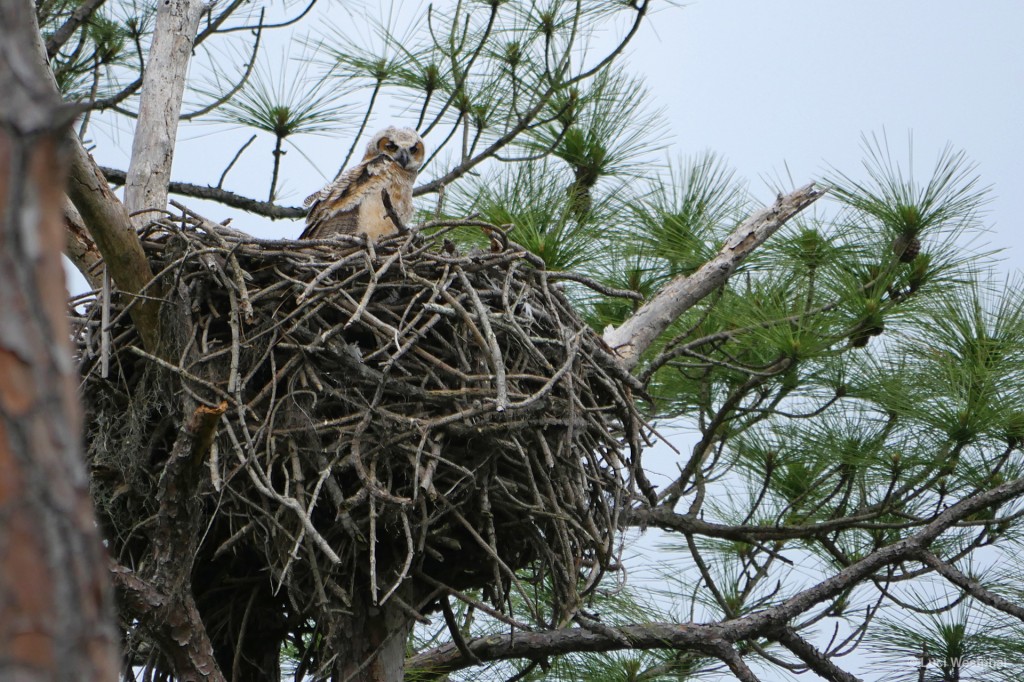 Great Horned Owl Chick (Honeymoon Island, Florida)