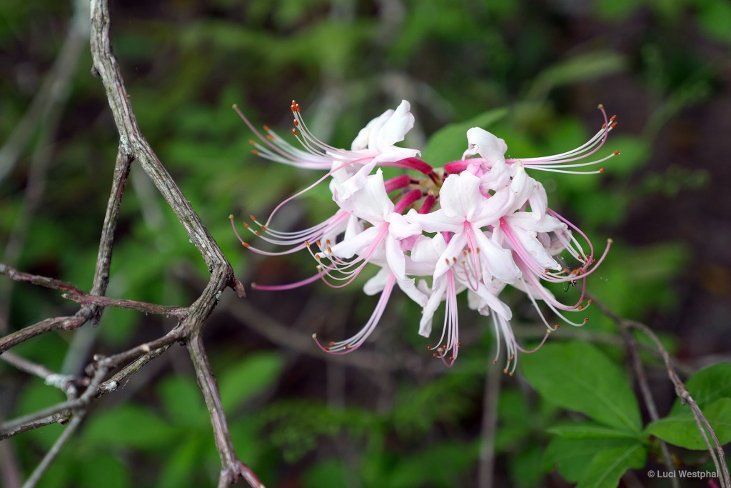 Pinkster Flower (North Carolina)