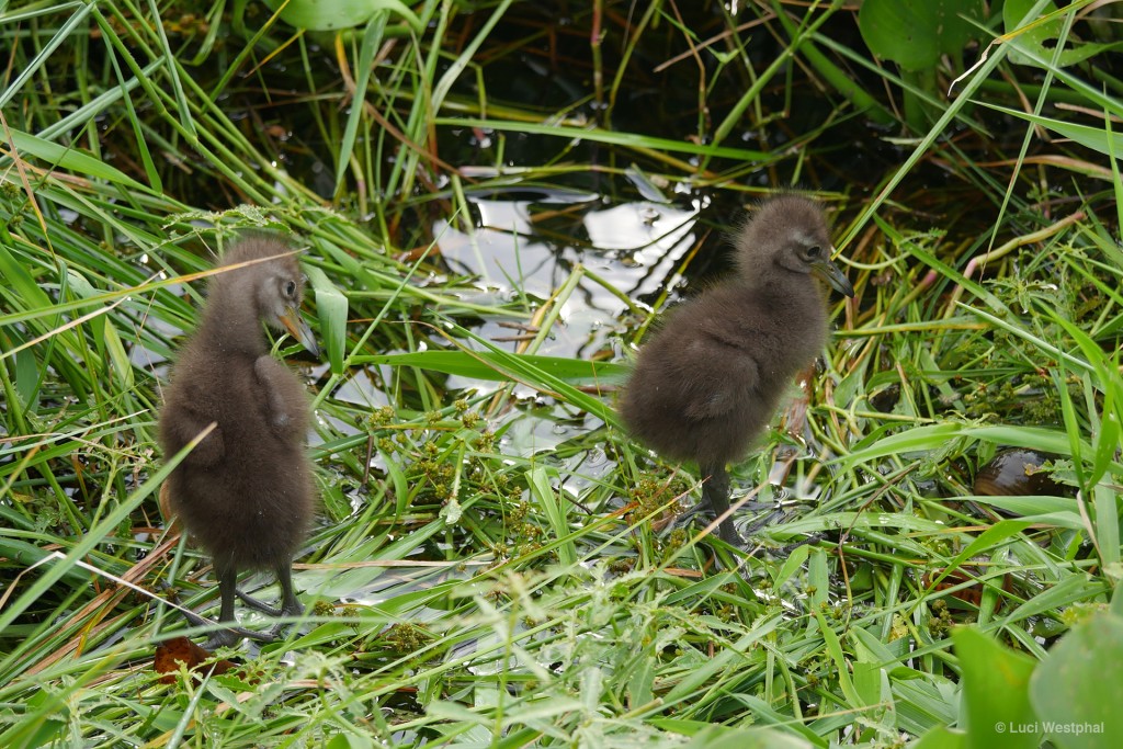 Two Limpkin aka Crying Bird chicks are, of course, Cry Babies
