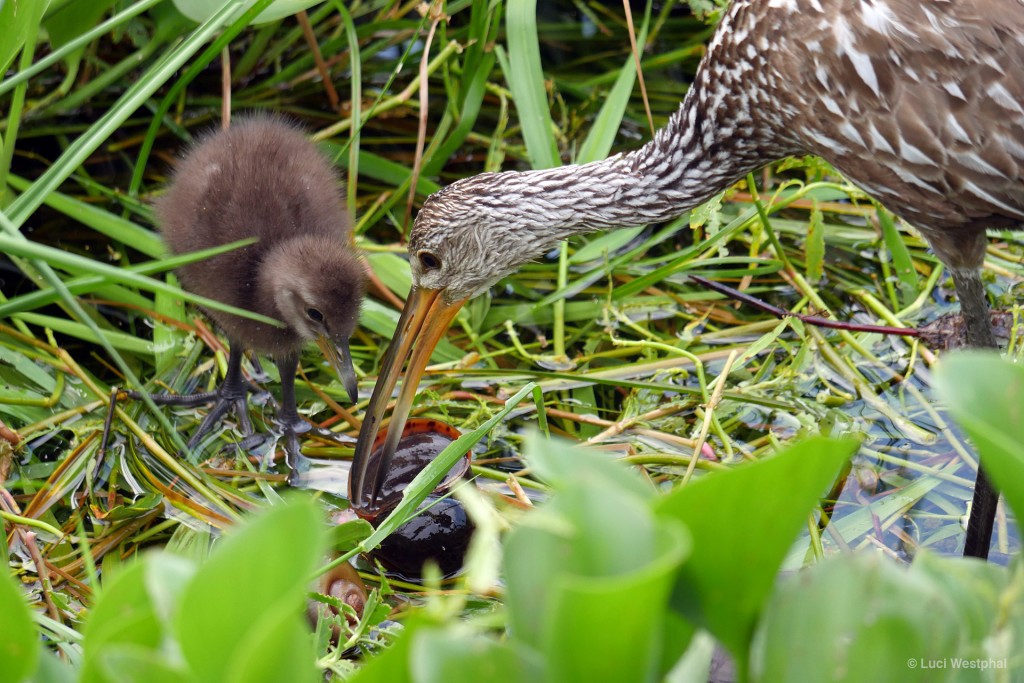 Limpkin aka Cry Bird eating Apple Snail (Gainesville, Florida)